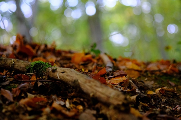 A dead piece of wood lying on the forest floor