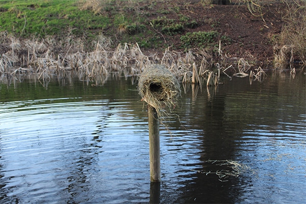 A duck nest tube over water