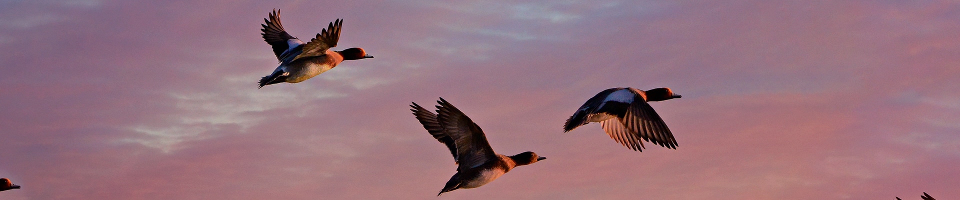 Eurasian wigeons in flight