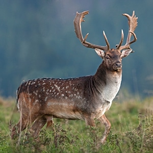 A fallow deer