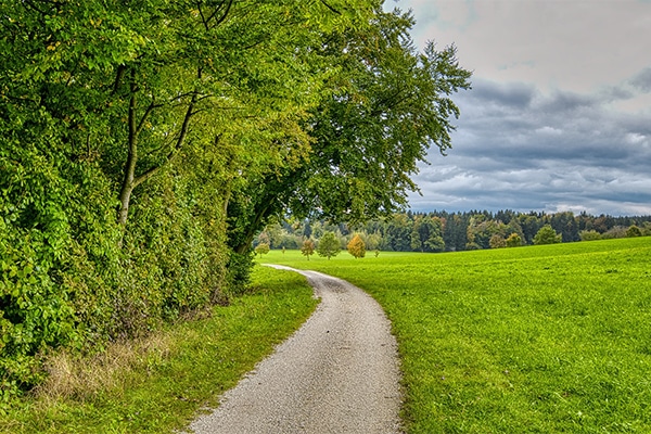 The edge of a forest