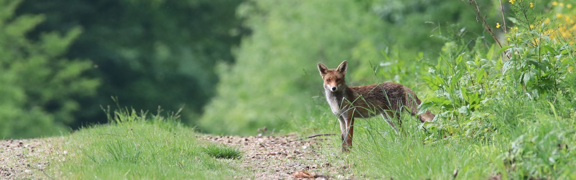 A fox on the edge of a path