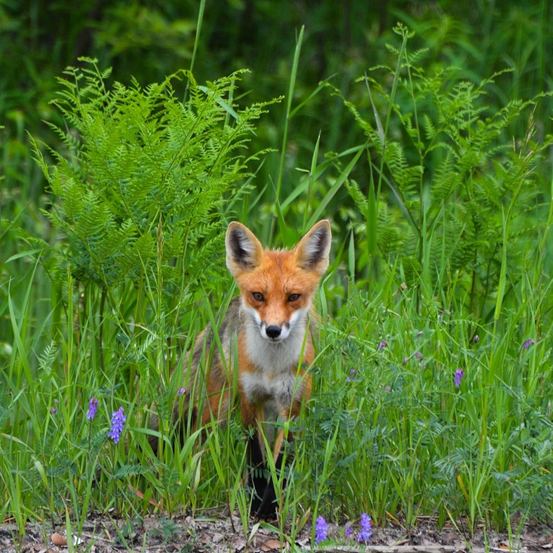 A fox looking through long grass