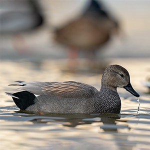 A gadwall duck