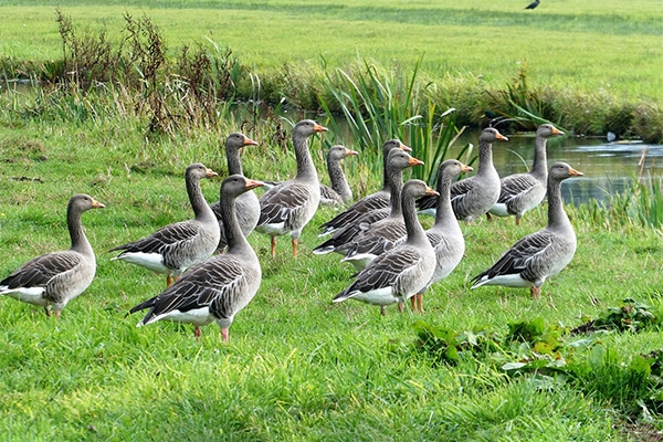 A gaggle of geese