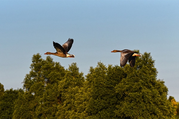 Geese in flight