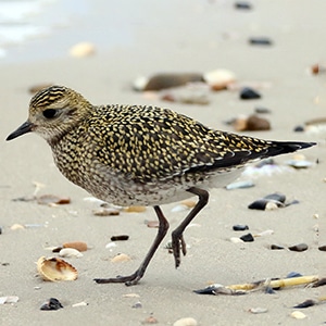 A golden plover