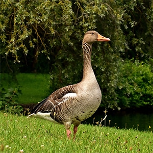 A greylag goose