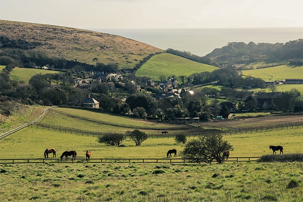 Horses graving in a field