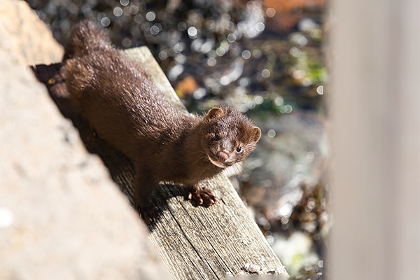 An american mink