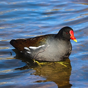 A moorhen