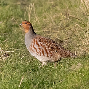 A grey partridge