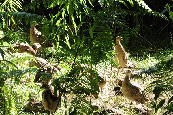 Pheasants in foliage in the sun