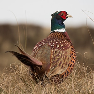 A male pheasant