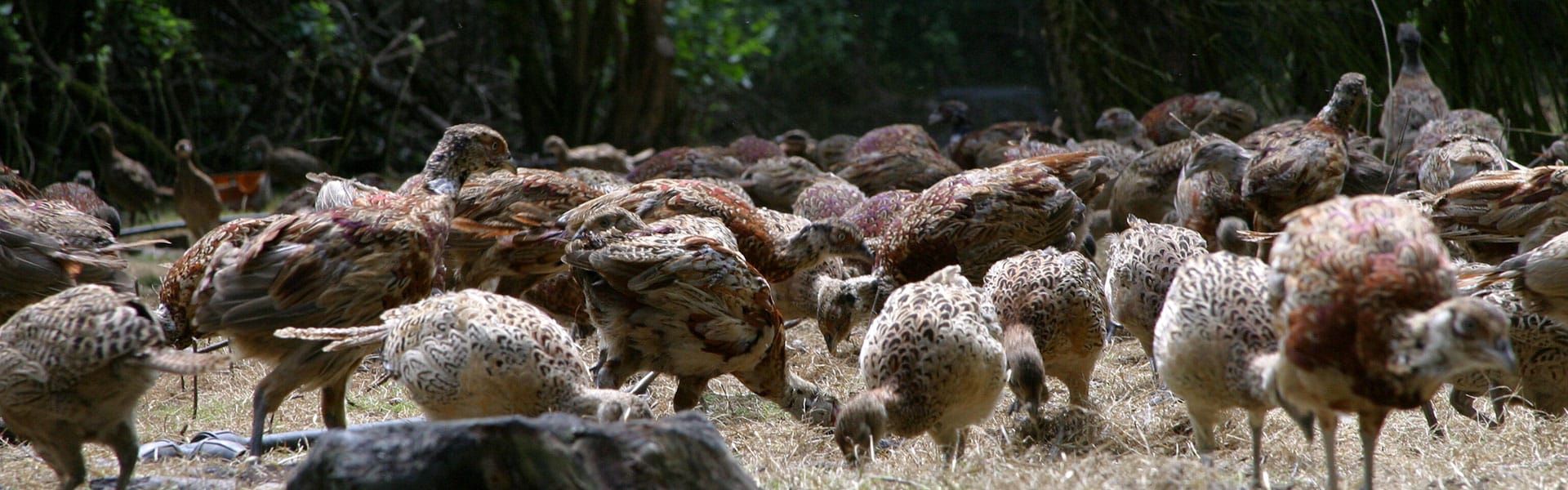 Pheasants