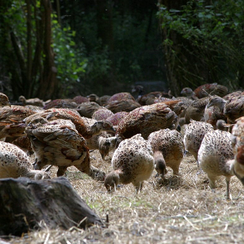 Pheasants