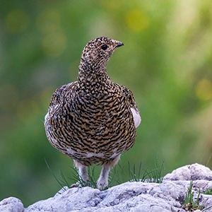 A ptarmigan