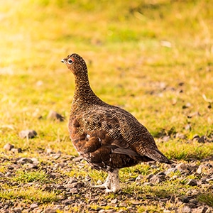 A red grouse