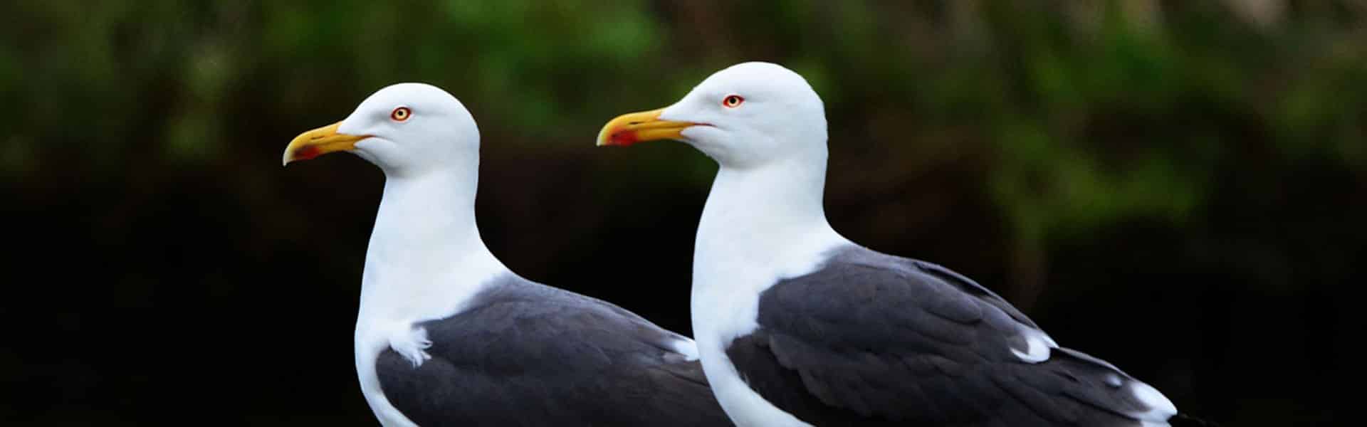 Seagulls