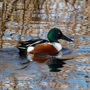 A shoveler duck