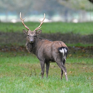 A sika deer