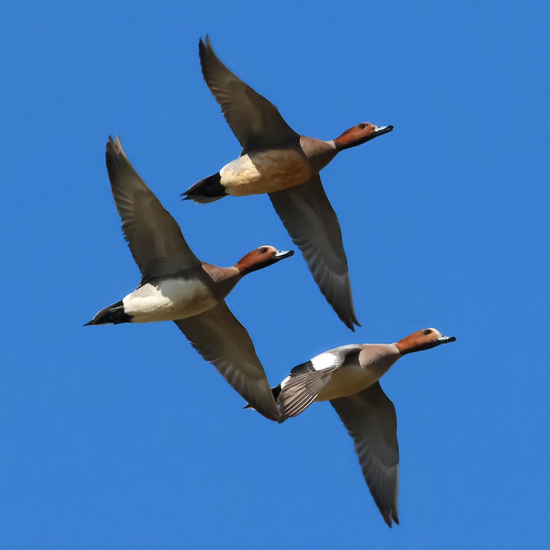 Three wigeon in flight