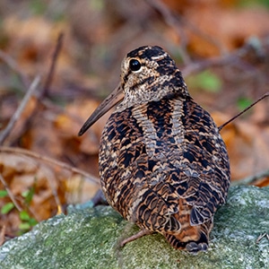 A woodcock