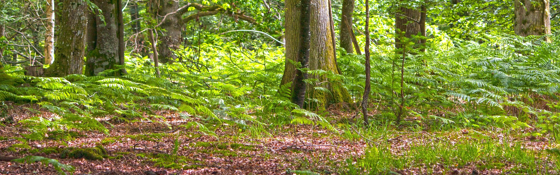 A woodland area