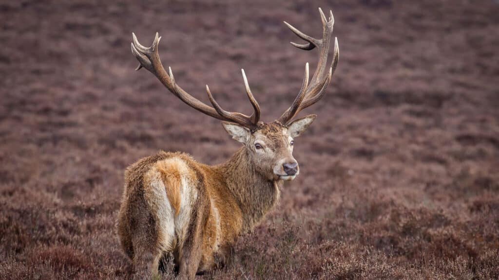 Red Stag