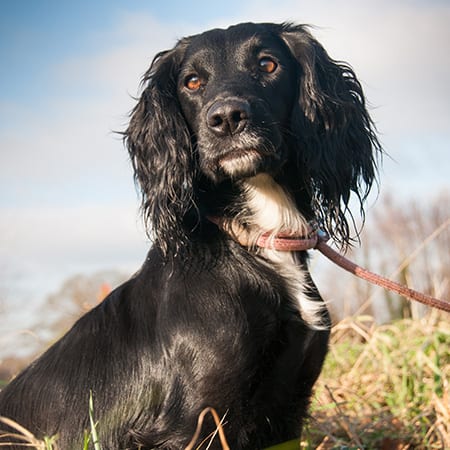 A spaniel