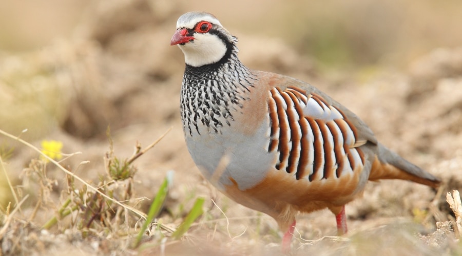 A red legged partridge