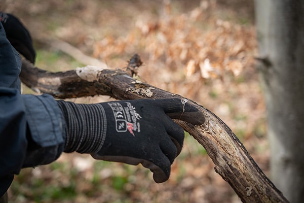 A close up of a gamekeeper analysing a branch