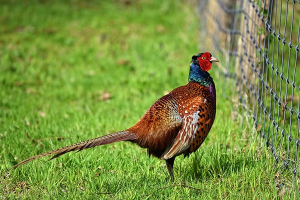 A pheasant