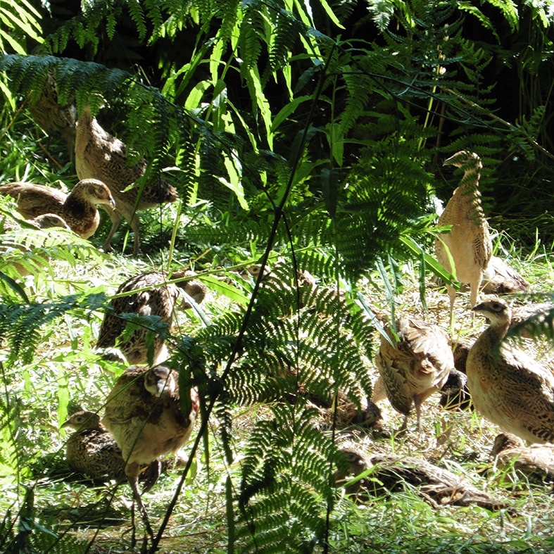 Poults in the sun