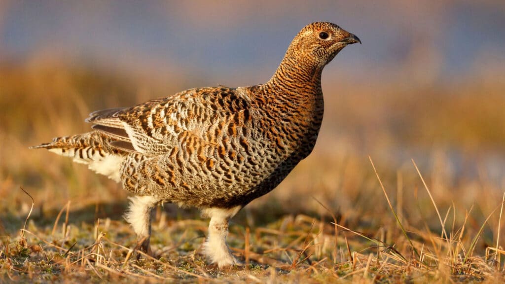 Black-Grouse- female