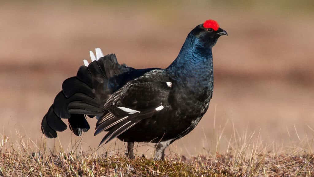 Black Grouse-male