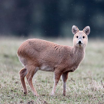 Chinese Water Deer