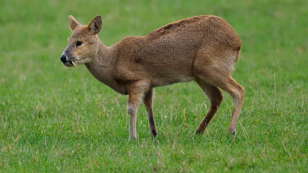 Chinese water deer -buck