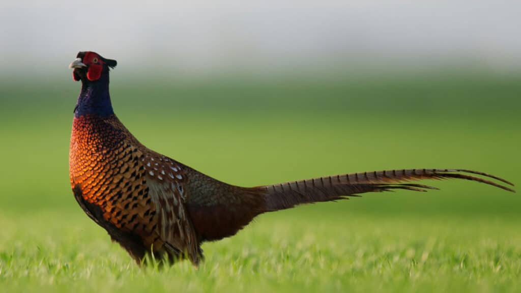 Cock pheasant