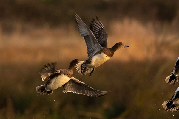 Female wigeon in flight