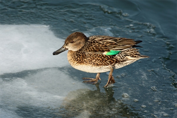 A female teal