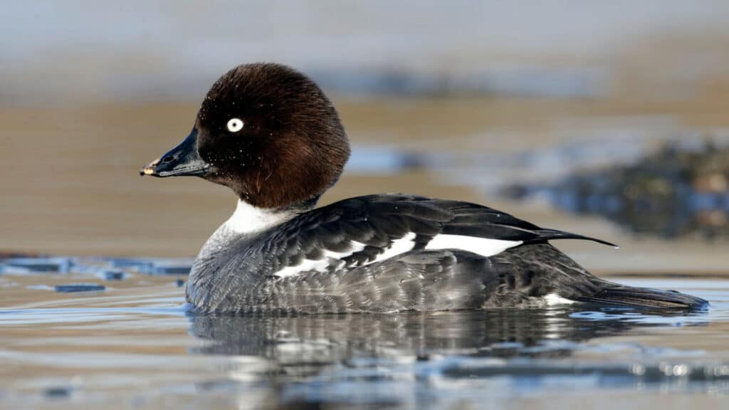 Goldeneye - female