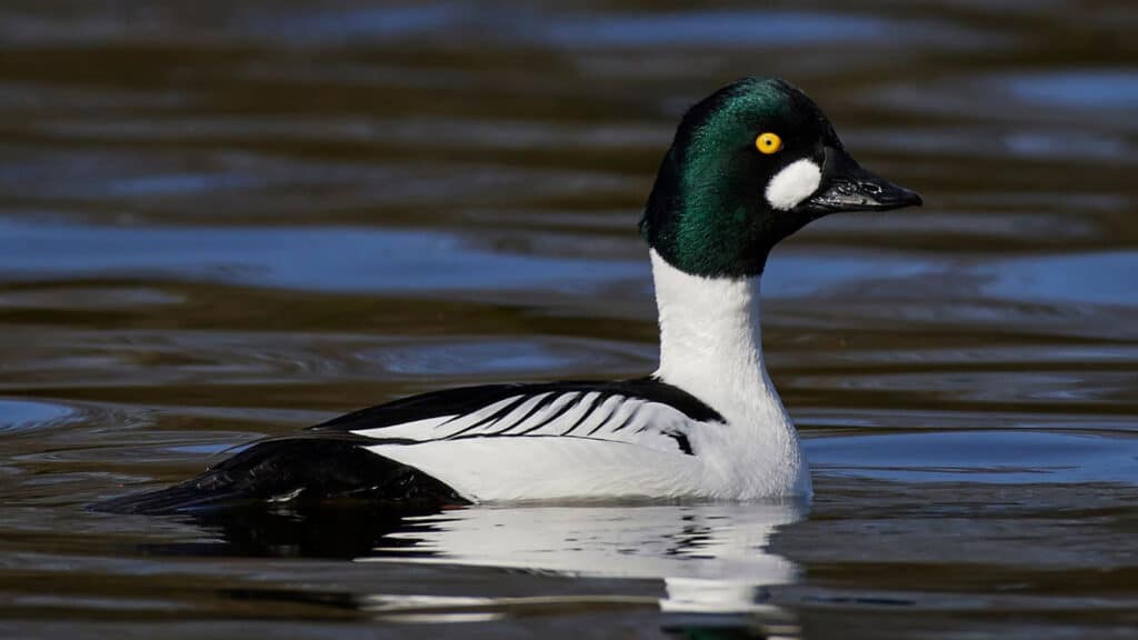 Goldeneye - male