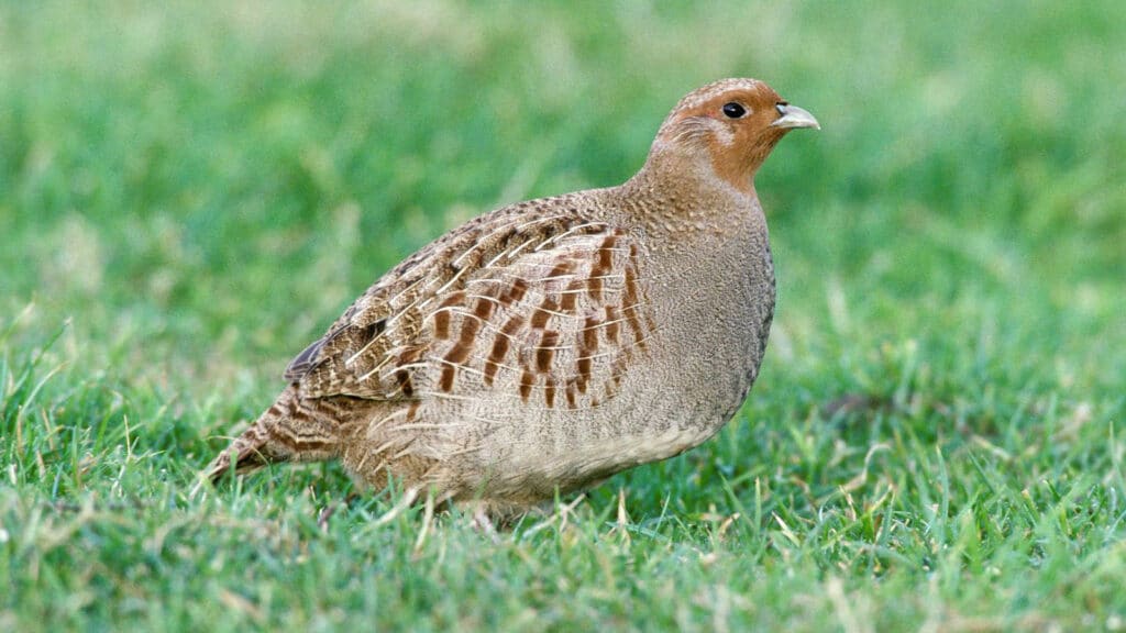 Grey English partridge hen