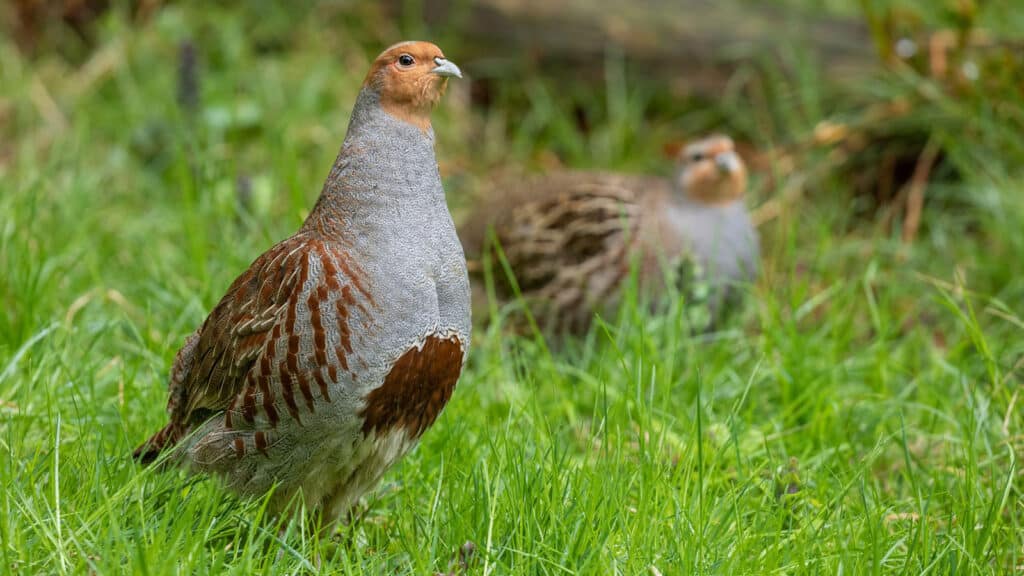 Grey English partridge cock