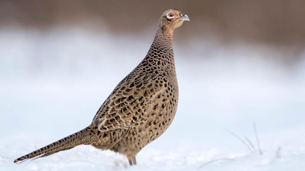 Hen pheasant