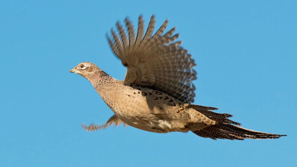 Pheasant hen flying