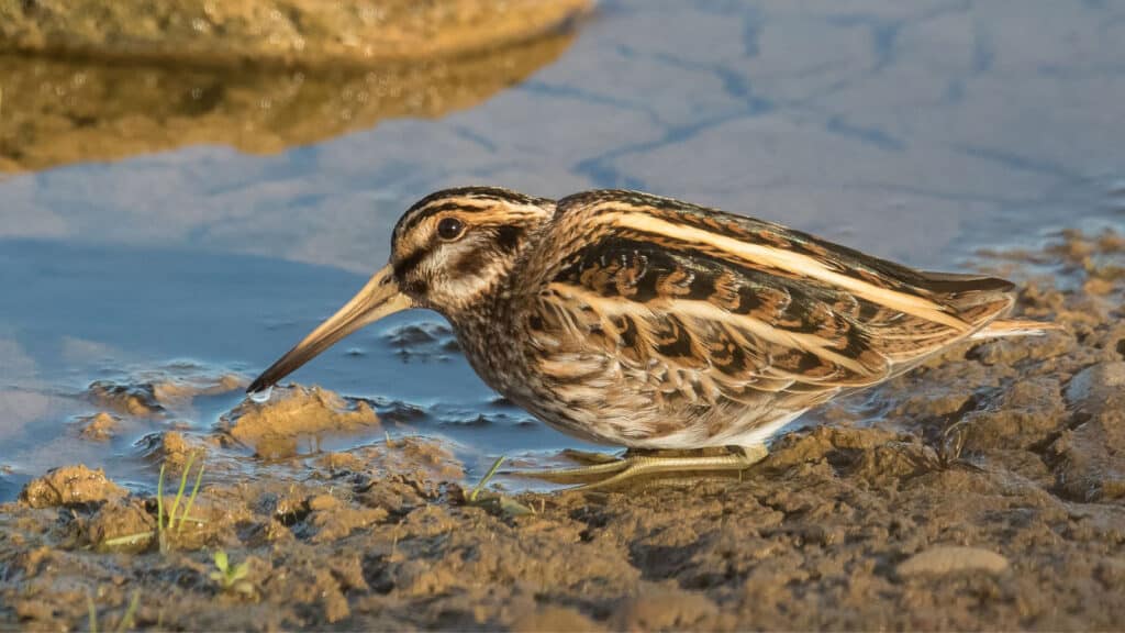 Jack snipe - male