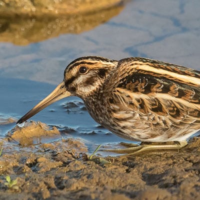 Jack snipe