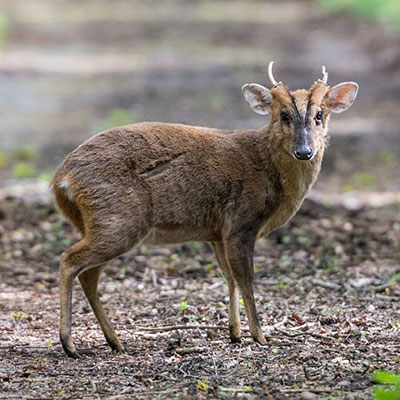 Muntjac-buck